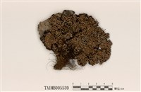 藏品(孔梅衣)的圖片